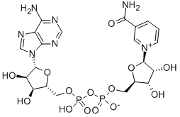 β-nikotinamido adenino dinukleotidas